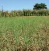Compétition du kikuyu mal maîtrisé sur du soja. Photo :O.Husson