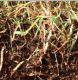 Stolons et rhizomes de kikuyu. Photo: R. Michellon