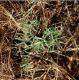 Jeune plant de vesce sur paillage . Photo : O.Husson