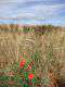 blé coquelicot (©Équipe projet ingénieur)