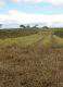 Contrôle du brachiaria au glyphosate sur toute la surface (premier plan) et en bandes alternées (au fond). Photo: Rakotondramanana