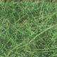 Kikuyu : Pennisetum clandestinum. Photo :O.Husson