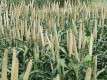 Parcelle de millet perle (© Wikimedia commons)