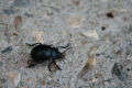 Scarabé noir - R.Jouan