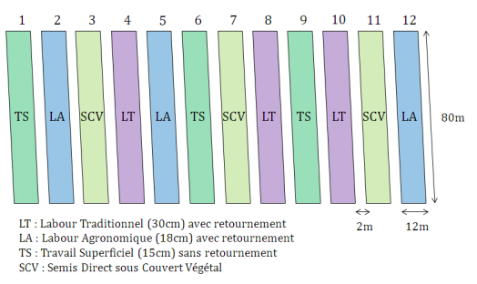 Schéma : Dispositif expérimental du site Thil (d'après Vian, JF. 2009)