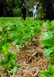 Photographie&nbsp;: Syst&egrave;me en Semis direct sous Couvert V&eacute;g&eacute;tal (Husson O., Guide SCV)