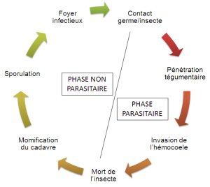 Schéma : Cycle de développement du champignon Metarhizium anisopliae (d'après Rakotoarisoa, H.L. 2007). On observe un cycle composé de 7 étapes qui sont les suivantes : contact germe/insecte, pénétration tégumentaire, invasion de l'hémocoele, mort de l'insecte, momification du cadavre, sporulation, foyer infectieux.