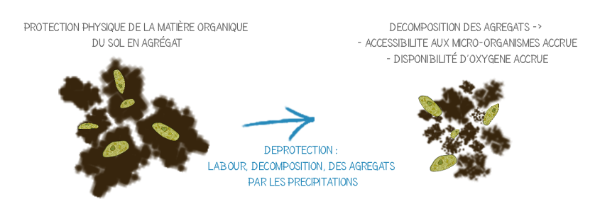 Protection physique de la matière organique du sol et «déprotection» par le labour
