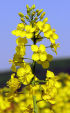 Colza avec ses fleurs jaunes