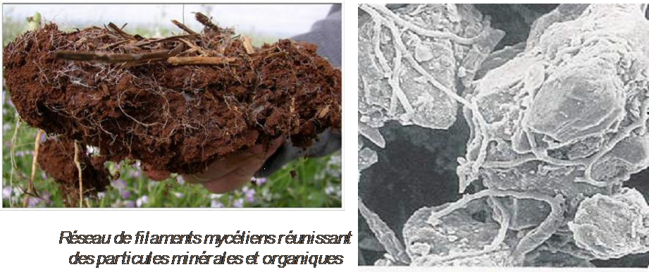 Influence des formations végétales, du microclimat et des caractéristiques  du sol sur la distribution à l'échelle fine des champignons  ectomycorrhiziens (French Edition): Aignon, Lougbégnon Hyppolite:  9783668609518: : Books