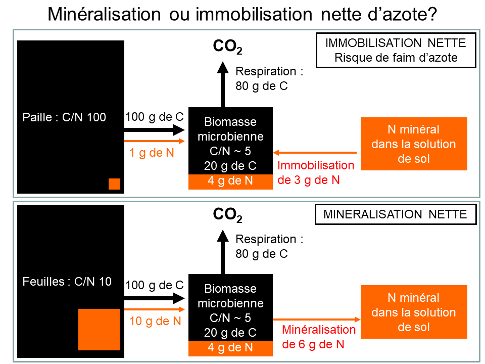 Illustration du phénomène de faim d'azote explicité dans le paragraphe