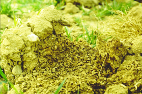 Photographie : Agrégats du sol dus à l'action physique retrait/gonflement des argiles (ISARA Lyon)