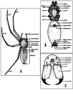 Schémas : Anatomie des Arachnides - A) Vue dorsale ; B) Vue ventrale ; C) Vue de face (Anonyme).