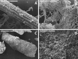 hotographies : Exemples de liaisons entre particules du sol et activité biologique du sol - A) Fragment de racine et particules minérales isolées ; B) Petits agrégats piégés dans les filaments d'un champignon ; C) Débris végétaux d'un couvert végétal ; D) Horizon de sol constitué de particules minérales (Parry et al., 2000)