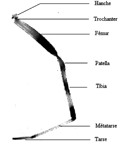 Schéma : Patte d'araignée (Agnarsson I., 2005). Montrant les 7 segments qui la composent