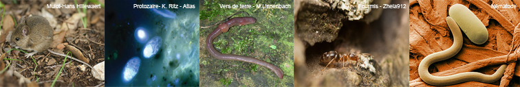 Illustration de la diversité des organismes du sols : vers de terre, protozoaire, mulot, fourmis...