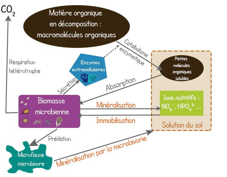 La prédation de la biomasse microbienne par la microfaune microbivore participe à la minéralisation de la solution du sol en ions nutritifs