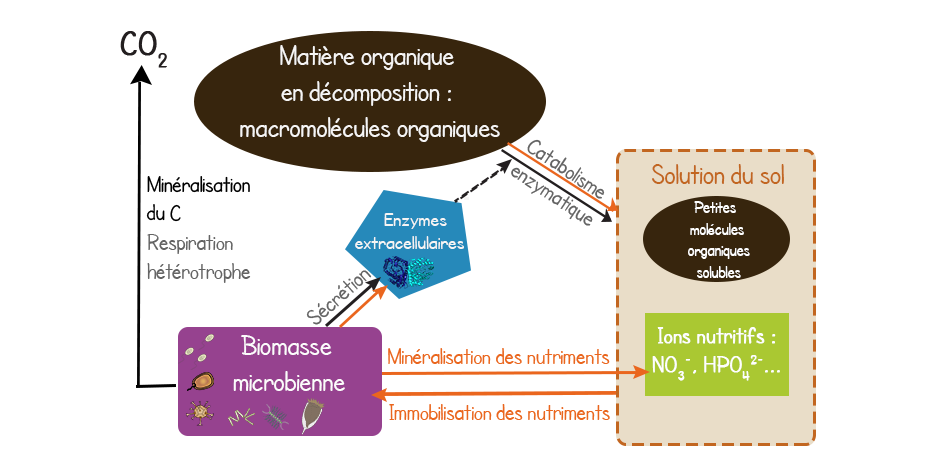 Relation entre la mO en décomposition, la solution du sol, la biomasse microbienne et les enzymes extracellulaires.