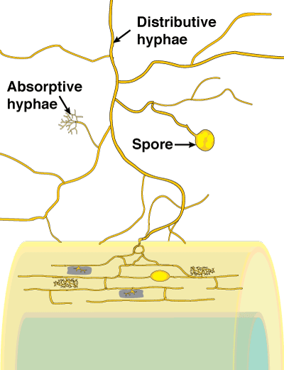 La partie supérieure du schéma montre les hyphes du champignon qui prospectent le sol. La partie inférieure montre comment le champignon pénètre le tissus racinaire et déploie dans les cellules ses structures d'échange avec la racine, appelées arbuscules.