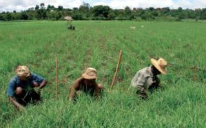 Travail au champs, Madagascar (O.Husson ©Cirad)