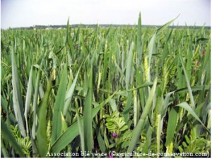 Association blé-vesce dans un champ