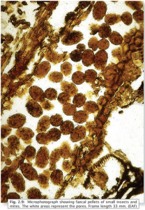 Petites boulettes fécales marron au microscope de 33 mm