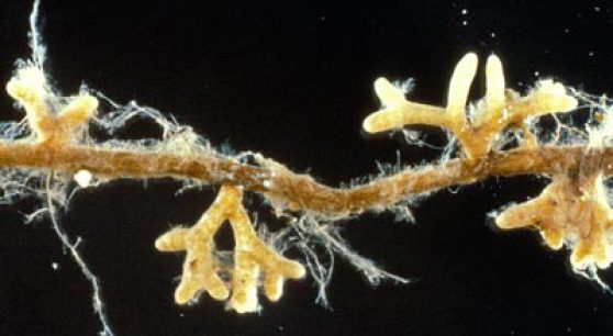 Les petites mais épaisses racines latérales jaunes sont entourées de cellules fongiques qui forment un manchon autour de la racine et qui contrôlent sa morphologie et sa croissance. Les filaments sont le mycélium du champignon qui prospecte le sol.