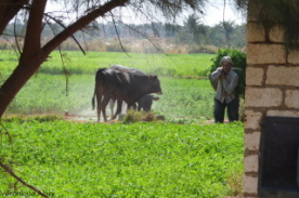 Zébu dans un champs en Egypte