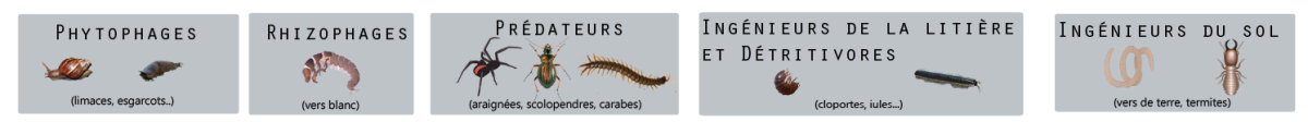 Illustration du classement fonctionnel de la macrofaune Prédateurs (araignées, scolopendres, carabes) Rhizophages (vers blancs) Phytophages (limaces, escargots) Ingénieurs de la litière et détritivores (cloportes, iules...) Ingénieurs du sol (vers de terre, termites)