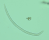 Photo sous microscope de nématode fongivore de la famille des Aphelenchoidae. Photo : C Villenave, Elisol Environnement.
