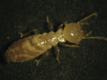 ouvriertermite