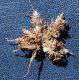 Racines protéoïdes de Leucospermum cordifolium par Bernd Haynold via wikimedia