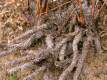 Sand binding roots of Lyginia imberbis in the Anarthriaceae (Restionaceae S. L.). This is a common plant in urban bushland in Perth, Western Australia. Brundrett MC. 2008. Mycorrhizal Associations: The Web Resource. Septembre 2014. ‹mycorrhizas.info›