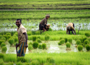 Photographie : Repiquage en riziculture irriguée (Penot, E. CIRAD/UMR Innovation)