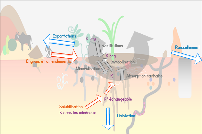 Schema des différentes dynamiques du cycle du K. Les entrées : Les engrais et amendements, la solubilisation. Le cycle interne : Restitution, Immobilisation/Minéralisation et absoprtion racinaire. Les sorties : Ruissellement, Lixiviation et exporations