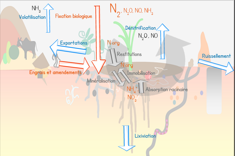Schema des différentes dynamiques du cycle du N. Les entrées : Les engrais et amendements, la fixation biologique. Le cycle interne : Restitution, Immobilisation/Minéralisation et absorption racinaire. Les sorties : Ruissellement, Lixiviation et exporations
