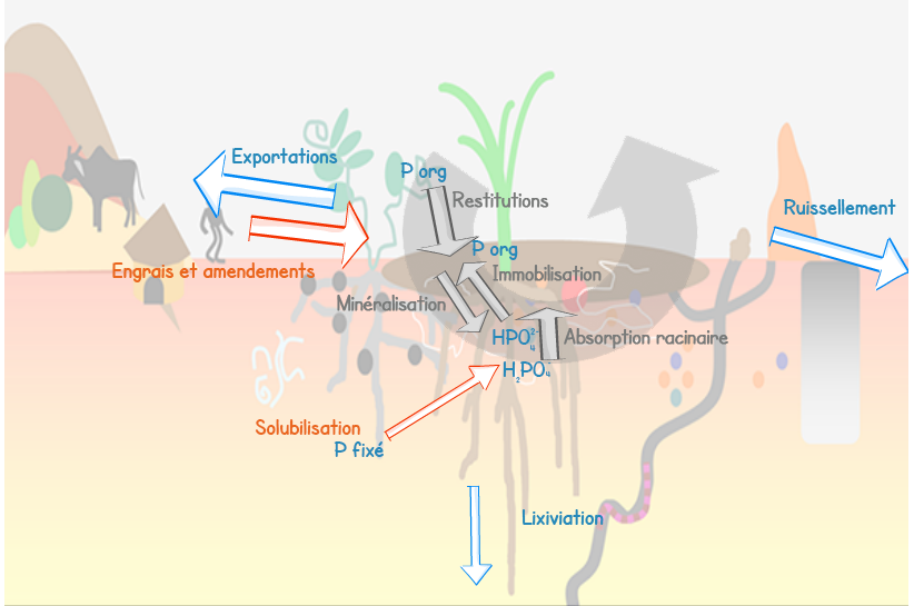 Schema des différentes dynamiques du cycle du P. Les entrées : Les engrais et amendements, la solubilisation. Le cycle interne : Restitution, Immobilisation/Minéralisation et absoprtion racinaire. Les sorties : Ruissellement, Lixiviation et exporations