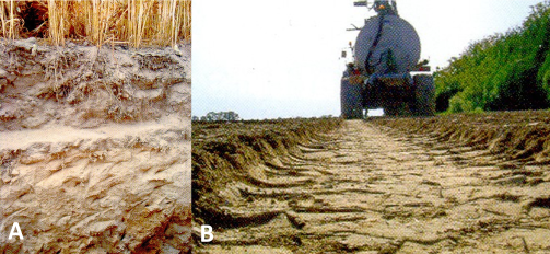 Photographies : Deux exemples de facteurs externes contribuant au tassement ; A) Semelle de labour - B) Passage d'un épandeur au printemps - Source : Revue TCS n°35, 2005. En A, on observe qu'en creusant le sol d'une parcelle, on met en évidence une séparation entre deux horizons de sol : l'horizon travaillé (dessus) versus l'horizon non travaillé et plus tassé (dessous).. En B, on observe que le passage de l'épandeur laisse de profond sillons et un sol très tassé.