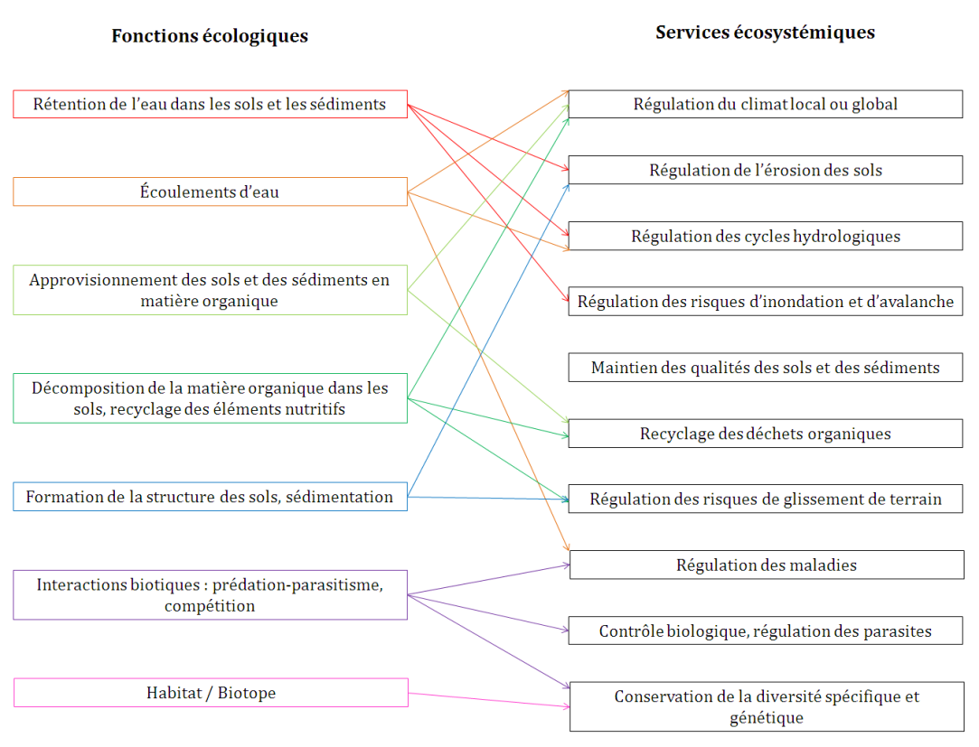 Exemples de relations entre fonctions et services de support et de régulation : retension d'eau --> Régulation de l'érosion, Régulation des cycles et Régulation des risques d'inondation et d'avalanche. la fonction "Écoulement de l'eau " est liée aux services écosystémiques "Régulation du climat local ou global", Régulations des cycles hydriques et régulation des maladies. La fonction "Approvisionnement des sols et des sediments en matières organiques" est liée aux services écosystémiques "Régulation du climat local ou global", Régulations des déchets organiques. La fonction "Décomposition de la matière organique dans les sols, recyclage des éléments nutritifs " est liée aux services écosystémiques "Régulation du climat local ou global", Régulations des déchets organiques et Régulation des risques de glissement de terrain.