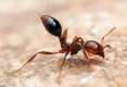 fireant