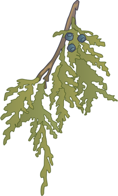 Index Of Ressources Tice Ress Tice 1 Partage Visuel Ian Symbols Flora Trees Shrubs Vines