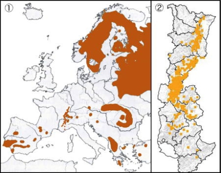 Carte de l'Europe et d'une partie de la France qui représente la répartition du lynx