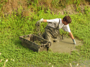 Visuel d'un homme arrachant des plantes invasives