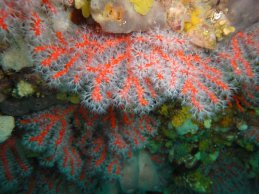 récif de corail rouge