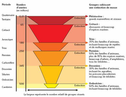 Ce schéma représente une échelle chronologique des groupes ayant fait l'objet d'une extinction de masse par période, du cambrien au quaternaire