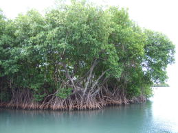 mangrove et palétuviers immergés Porto-Rico