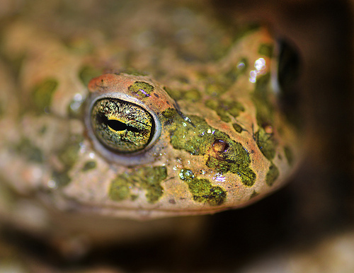 Visuel d'un crapaud vert