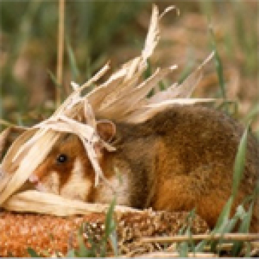 Visuel d'un hamster