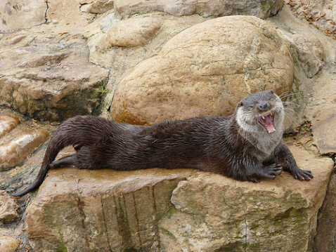 Visuel d'une loutre