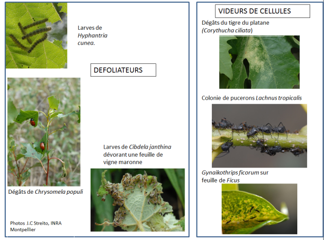 Dégats provoqués par des insectes défoliateurs ou videurs de cellule